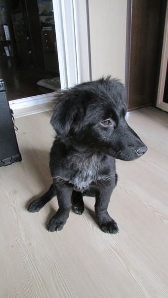 Щенок-звоночек