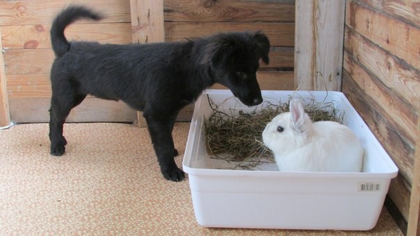 Щенок-звоночек