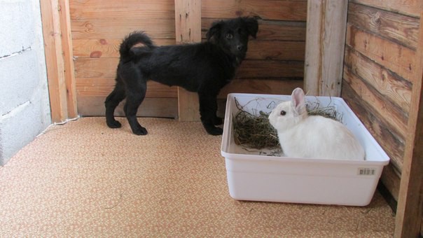 Щенок-звоночек