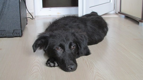 Щенок-звоночек