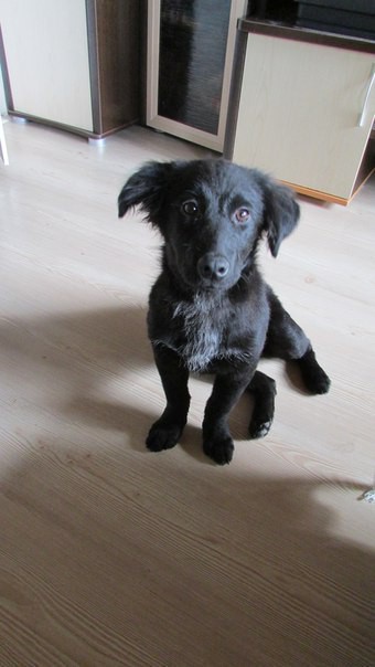 Щенок-звоночек