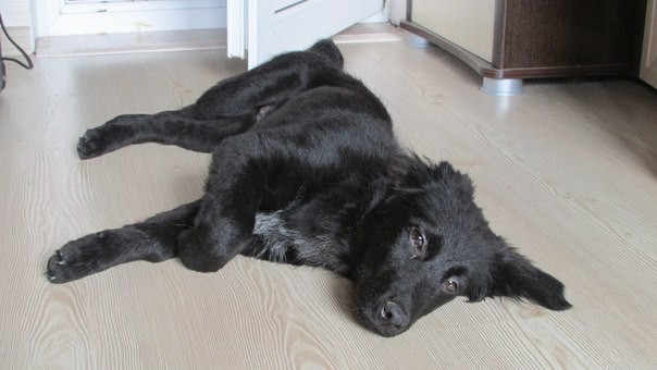 Щенок-звоночек