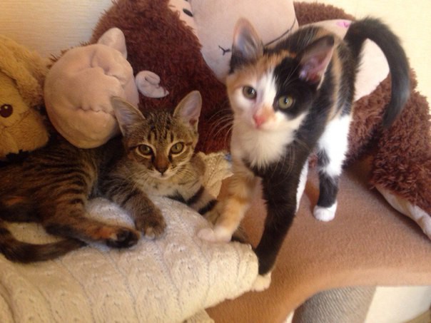 чумачечие котята 