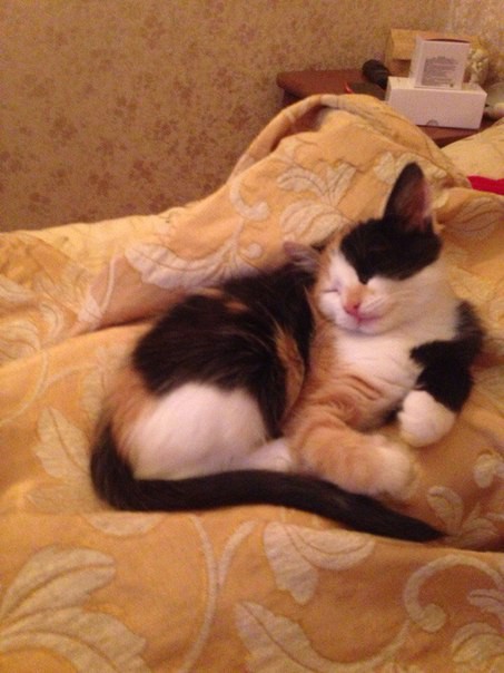 чумачечие котята 