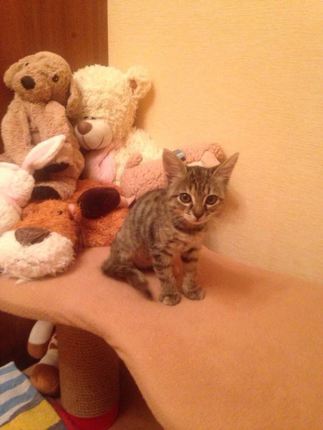 чумачечие котята 