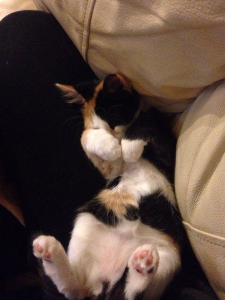 чумачечие котята 