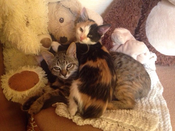 чумачечие котята 