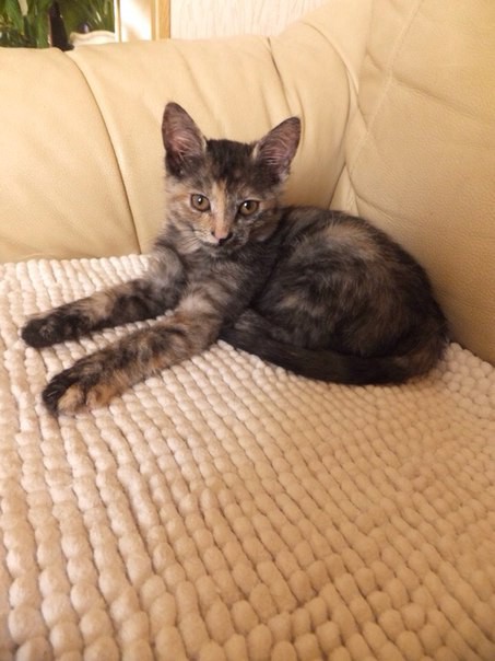 Позитивчик в добрые руки 