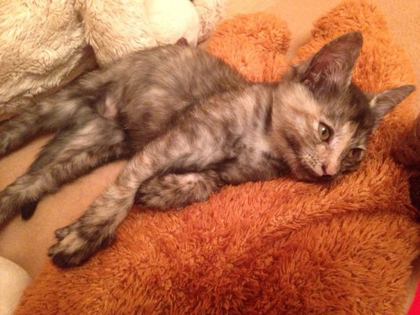 Позитивчик в добрые руки 