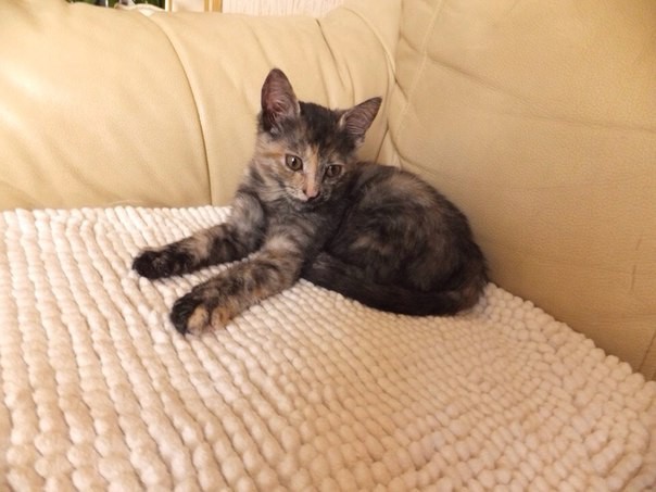 Позитивчик в добрые руки 