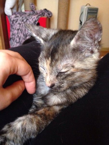 Позитивчик в добрые руки 