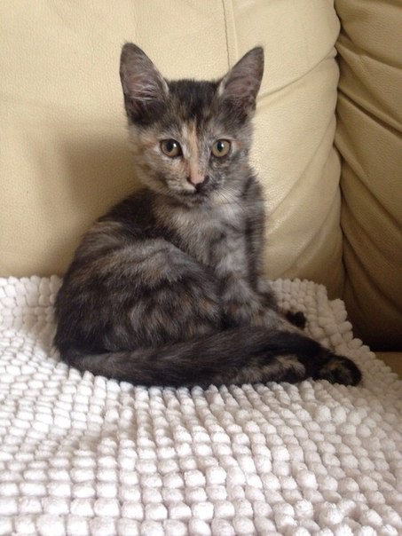 Позитивчик в добрые руки 