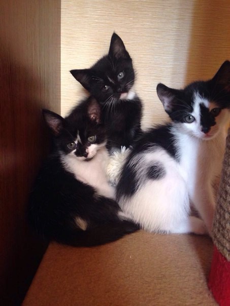 Кошачьи дети в добрые руки