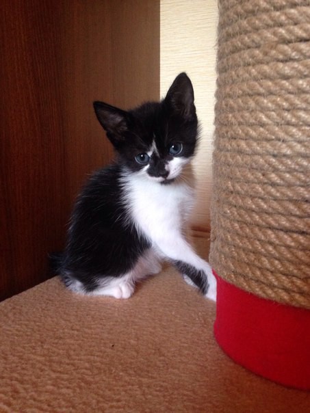 Кошачьи дети в добрые руки