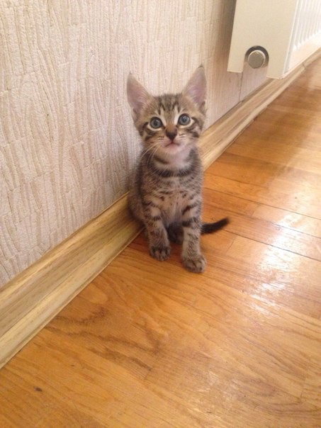 Кошачьи дети в добрые руки