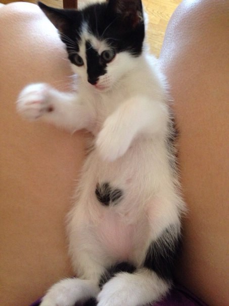 Кошачьи дети в добрые руки