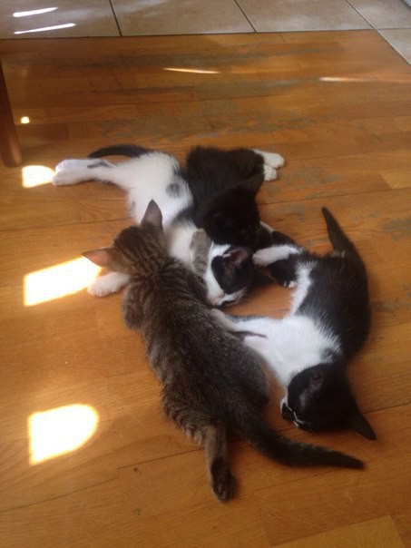 Кошачьи дети в добрые руки