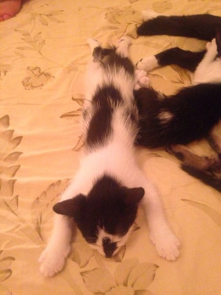 Кошачьи дети в добрые руки