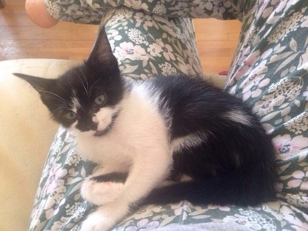 Кошачьи дети в добрые руки