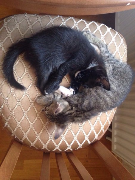 Кошачьи дети в добрые руки