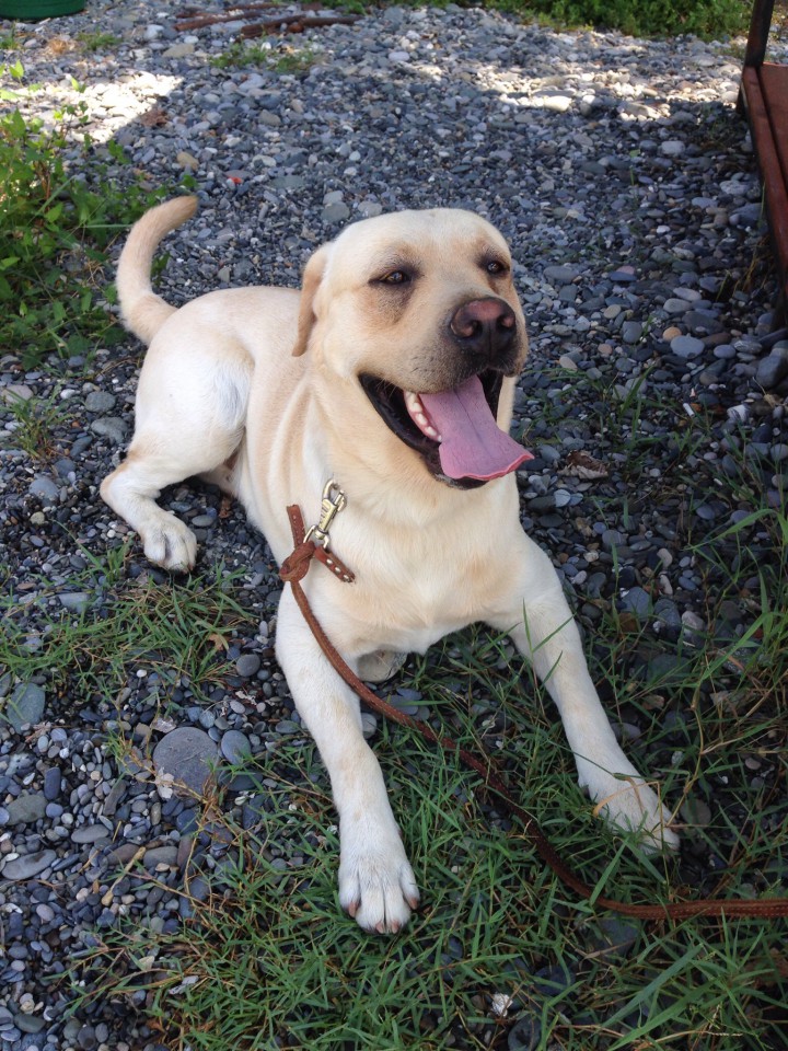 Пропала собака