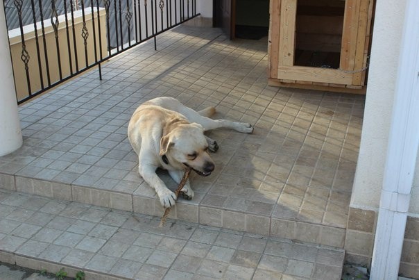 Пропала собака