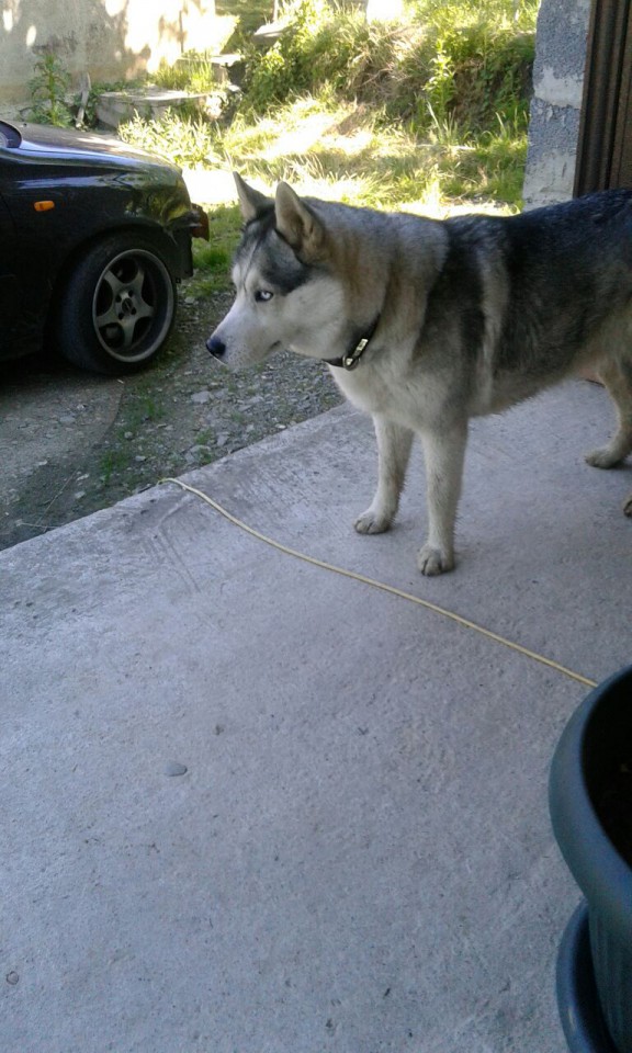Найдена собака Хаски