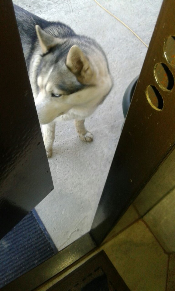 Найдена собака Хаски