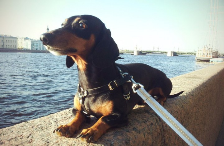 Пропала Такса !!! 