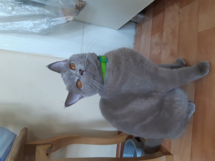 Пропала кошка.