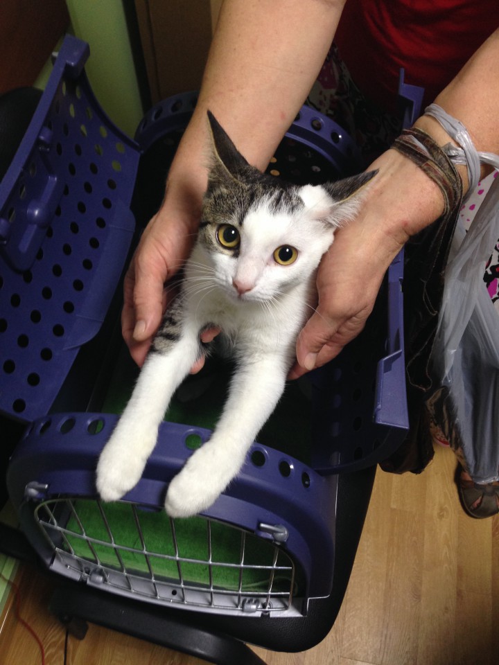 отдам в добрые руки кота. 