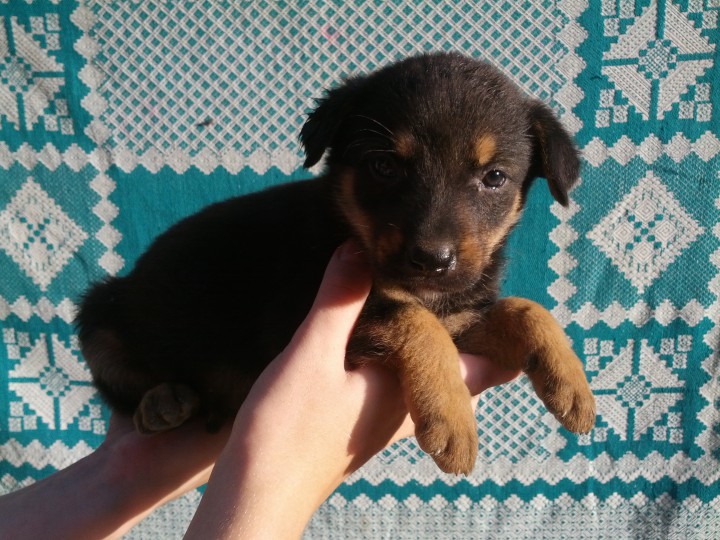 В добрые руки щенки метисы немецкой овчаки