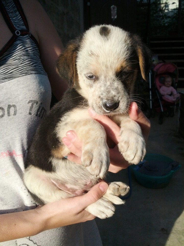 В добрые руки щенки метисы немецкой овчаки