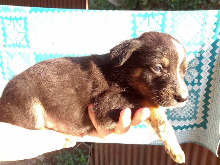 В добрые руки щенки метисы немецкой овчаки