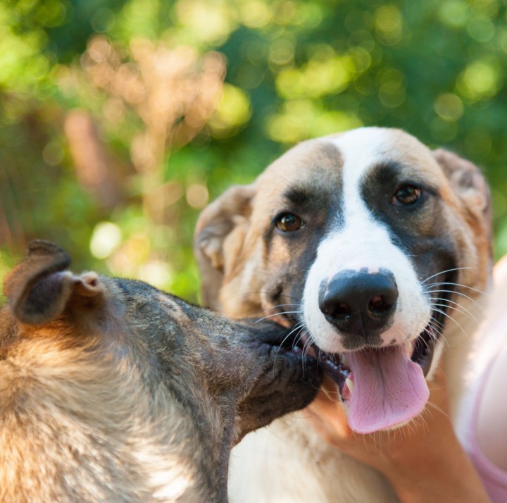 Пес Бруно из приюта "БИМ"