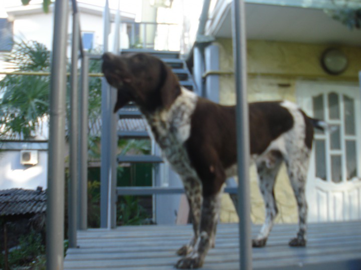 Пропал кобель породы курцхаар