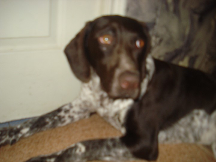 Пропал кобель породы курцхаар