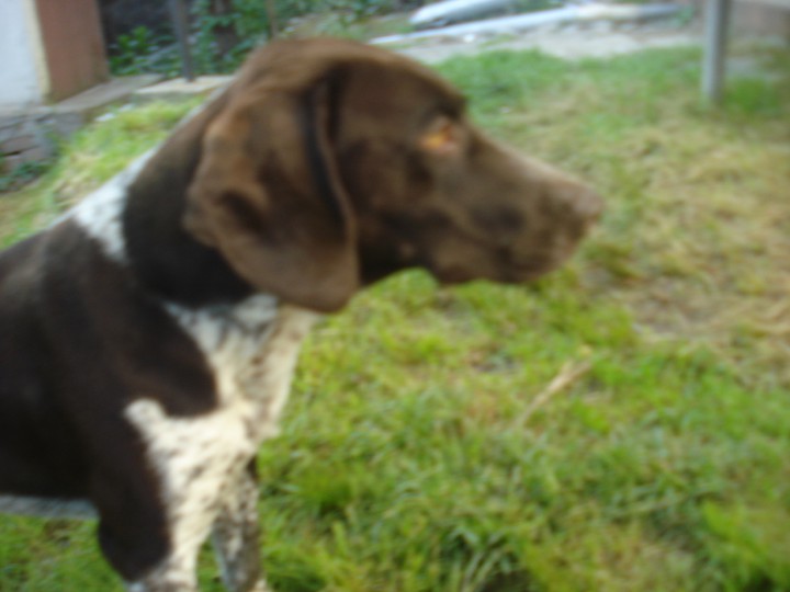 Пропал кобель породы курцхаар