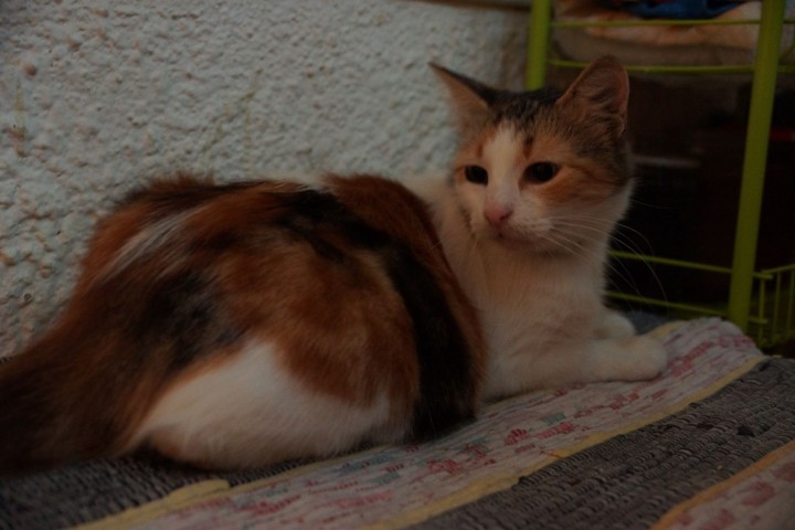 В добрые руки