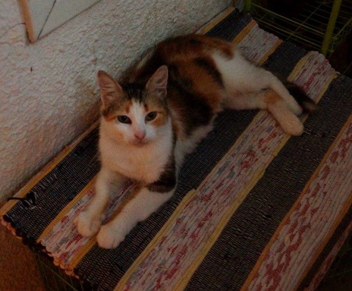 В добрые руки