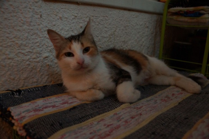 В добрые руки