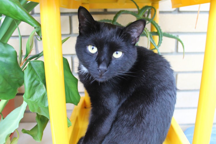 Потерялся котик!!!