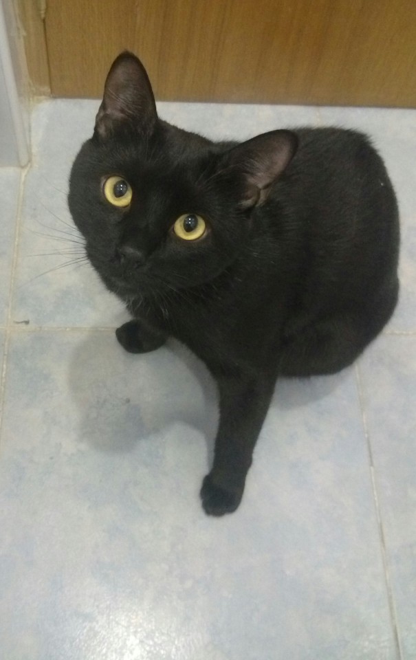 Потерялся котик!!!