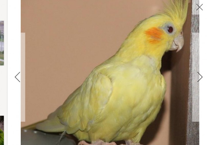 Попугай Корелла