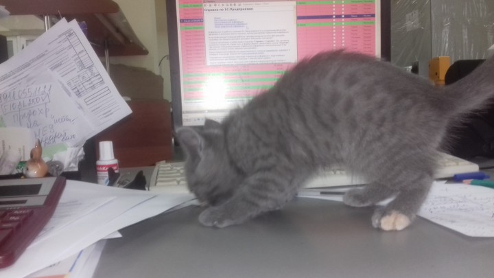 Чья, кошечка, потерялась? Перекресток Донская-Пасечная.