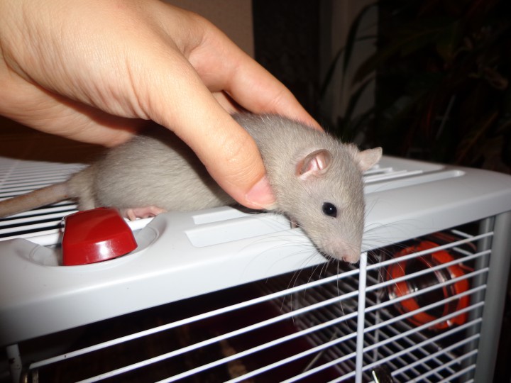 Крысята из питомника