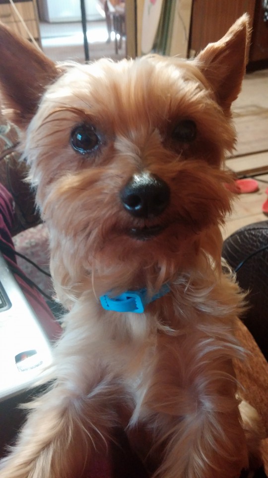 Найдена собака!