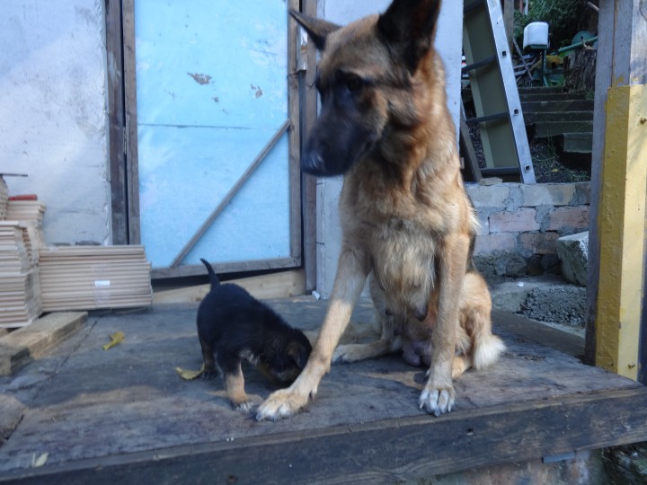 Щенки немецкой овчарки