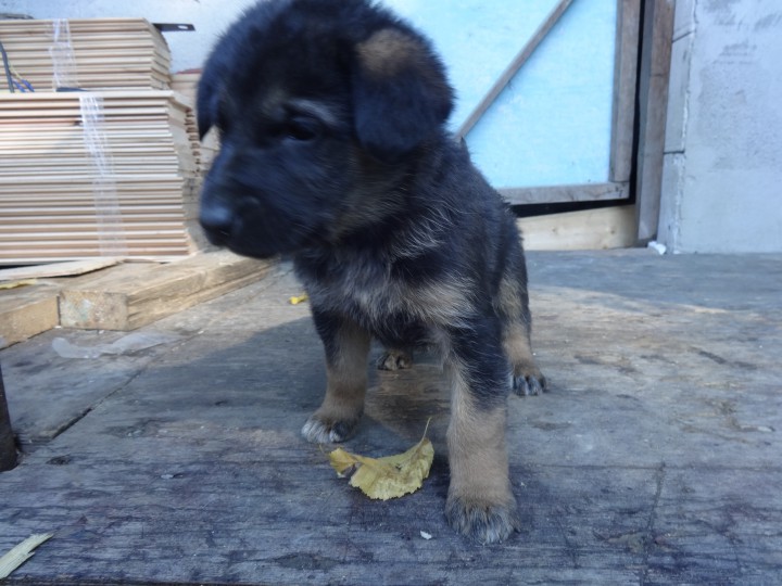 Щенки немецкой овчарки