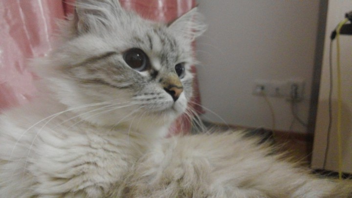 Шикарные котик и кошечка ищут любящих хозяев